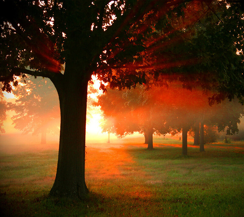 Trees in a Foggy Field — Orange