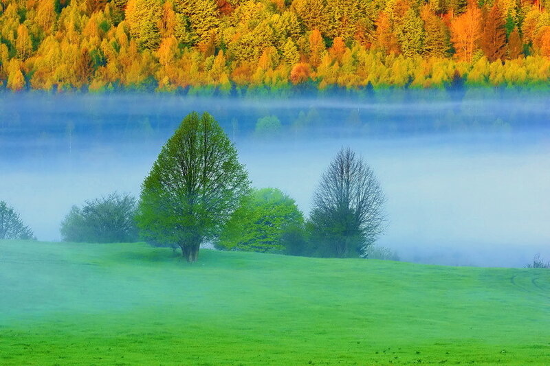 Trees in a Foggy Field