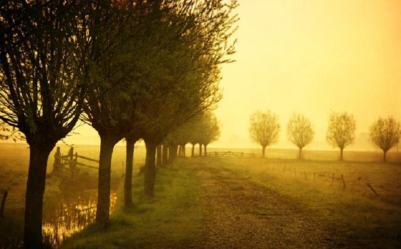 Trees in a Foggy Field — Yellow