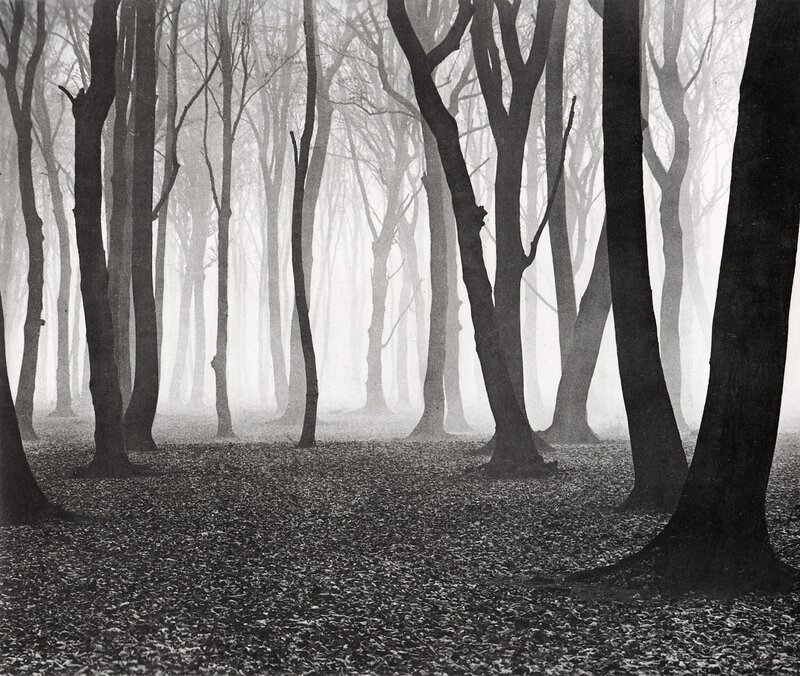 Trees in a Foggy Forest — Black