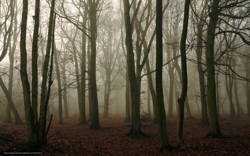 Trees in a Foggy Forest — Brown, Misty