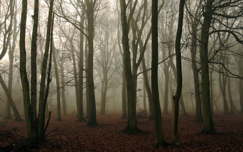 Trees in a Foggy Forest — Brown