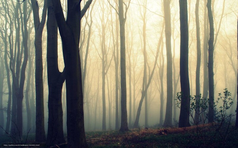 Trees in a Foggy Forest — Gray