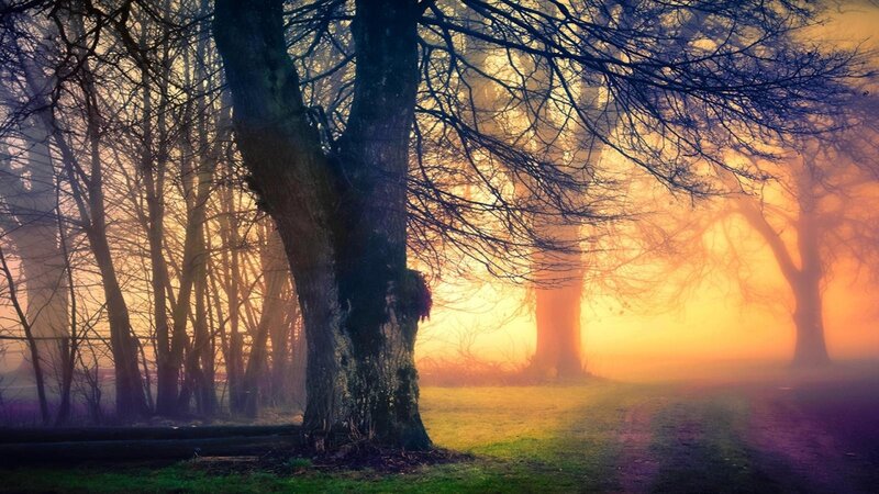 Trees in a Foggy Forest — Orange
