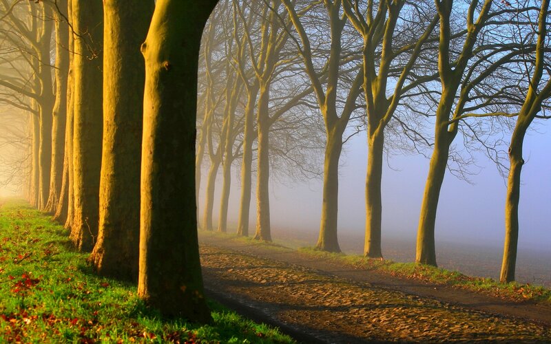 Trees in a Foggy Forest