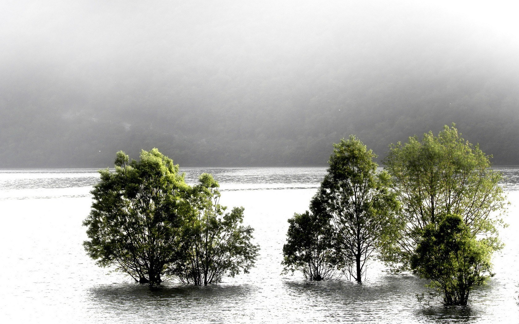 Trees in a foggy lake
