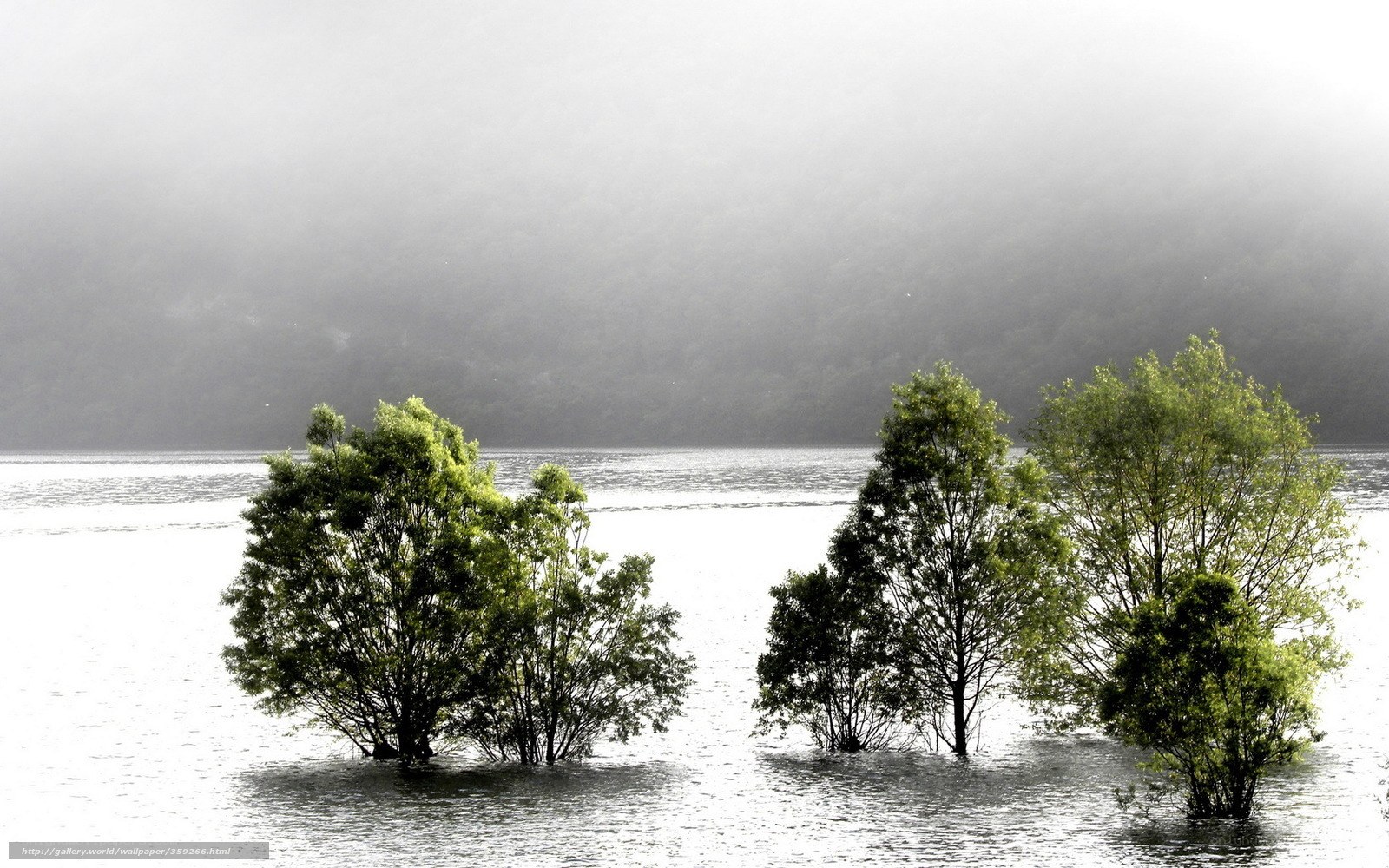 Trees in a Foggy Lake