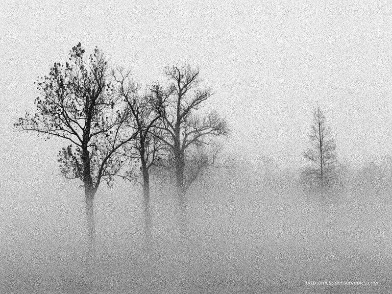 Trees in a Foggy Landscape