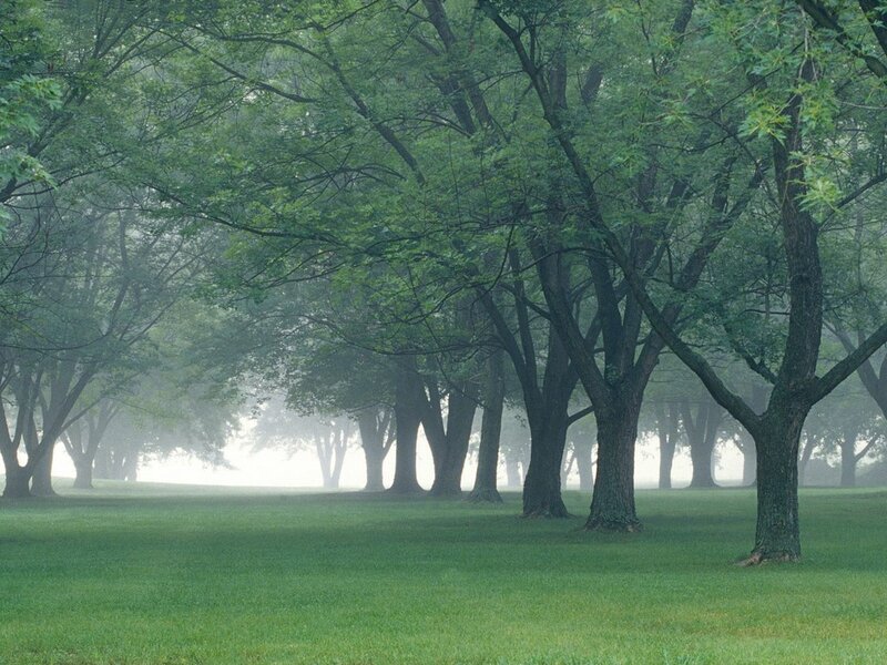 Trees in a Foggy Park