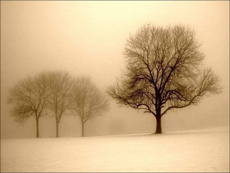 Trees in a foggy winter field