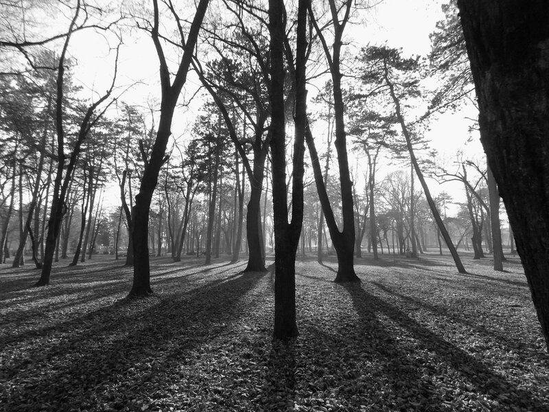 Trees in a Forest — Black, Serene