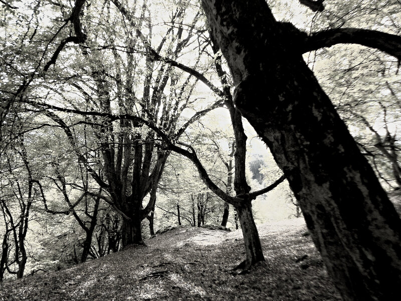 Trees in a Forest — Black