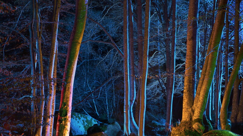 Trees in a Forest — Blue, Mysterious, Night