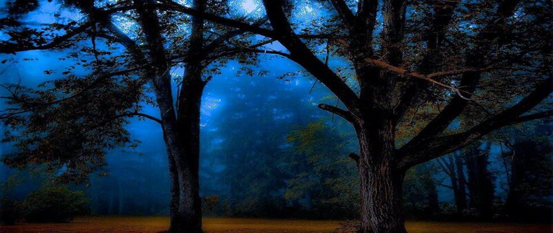 Trees in a Forest — Blue, Mysterious