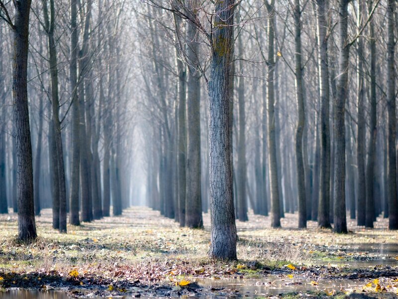 Trees in a Forest — Brown