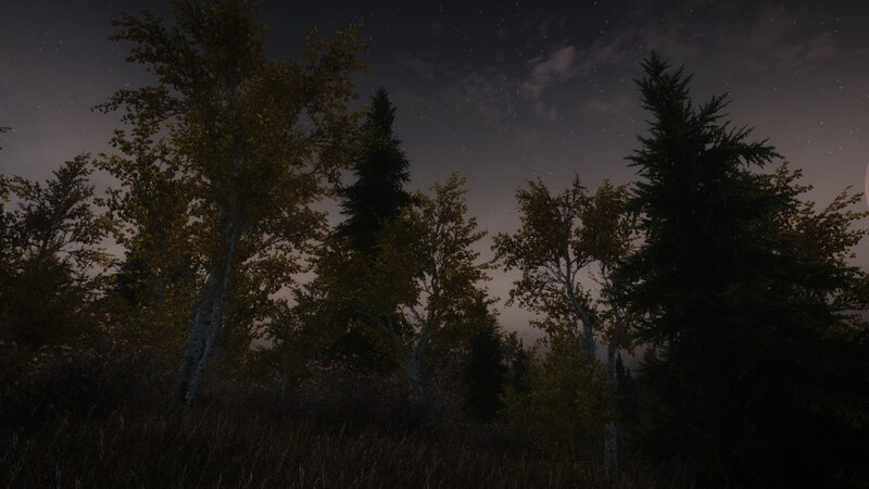 Trees in a Forest — Dark