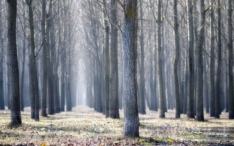 Trees in a Forest — Gray, Serene