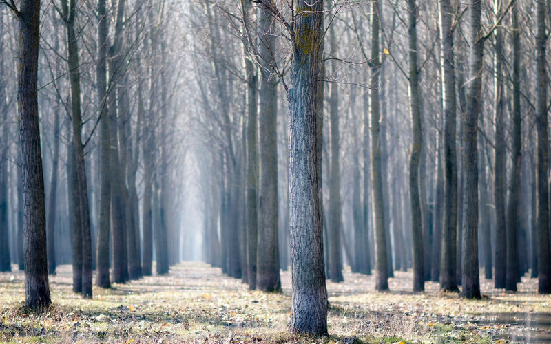 Trees in a Forest — Gray