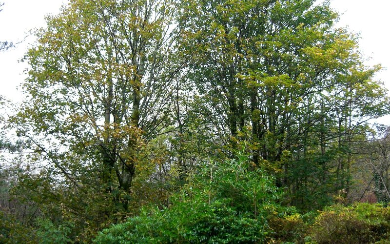 Trees in a Forest — Green, Calm