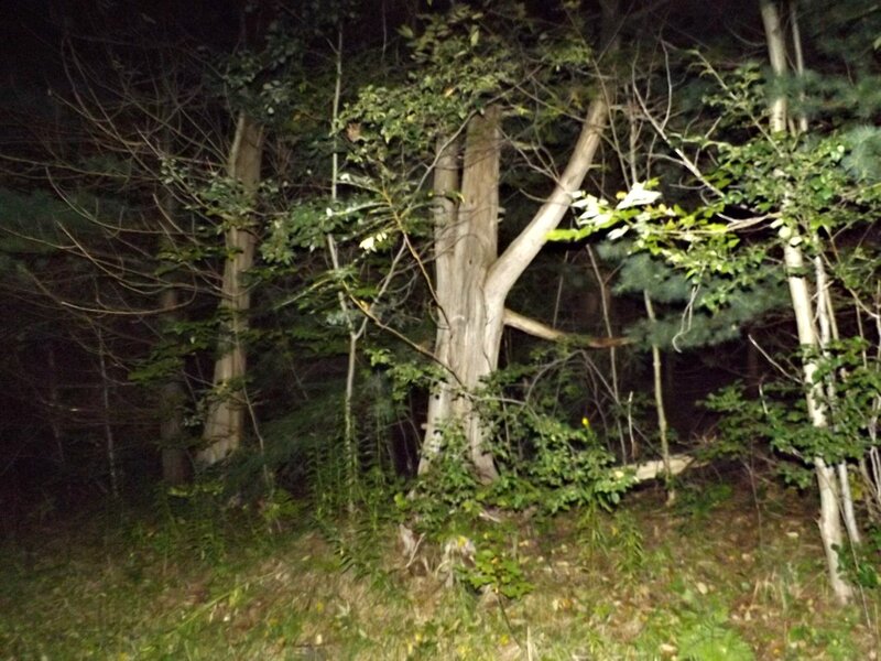 Trees in a Forest — Green, Dark