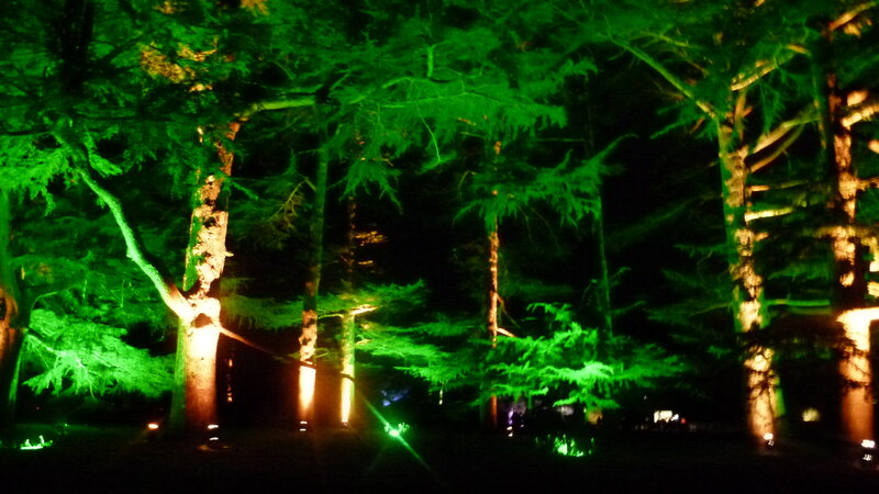 Trees in a Forest — Green, Mysterious