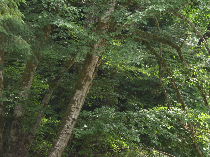 Trees in a Forest — Green, Serene, Afternoon, Photograph, Leaves, Moss