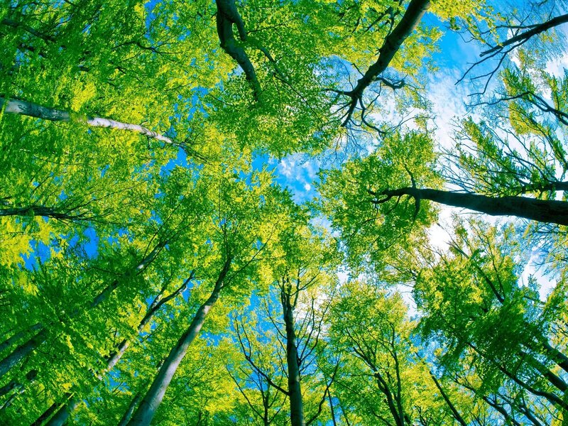 Trees in a Forest — Green, Serene, Afternoon, Photograph, Sky, Leaves