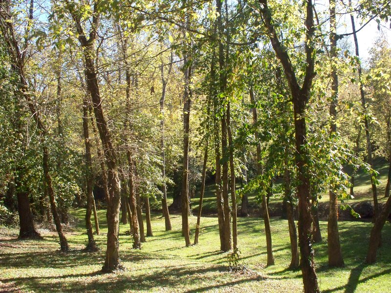 Trees in a Forest — Green, Serene, Afternoon, Photograph