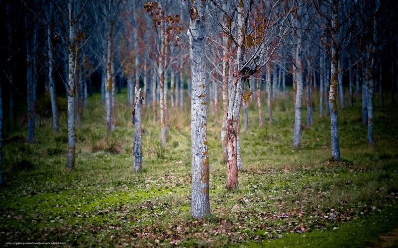 Trees in a Forest — Green, Serene, Autumn