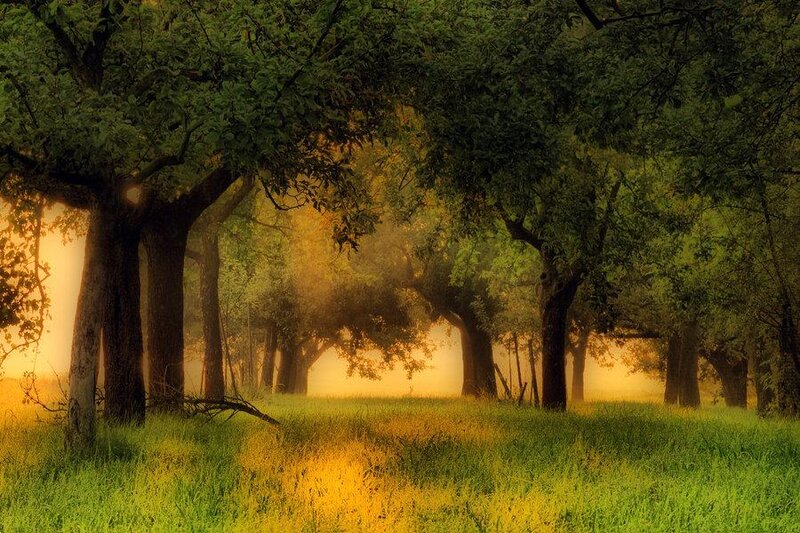 Trees in a Forest — Green, Serene, Morning
