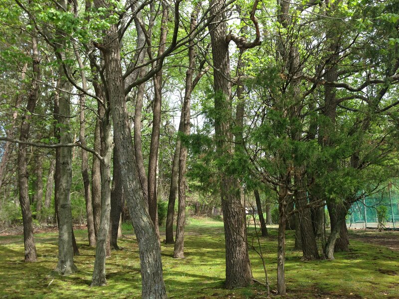 Trees in a Forest — Green, Serene, Spring