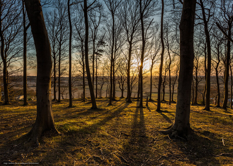 Trees in a Forest — Green, Serene, Sunset