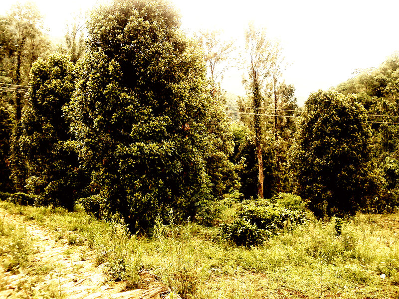 Trees in a Forest — Green, Serene