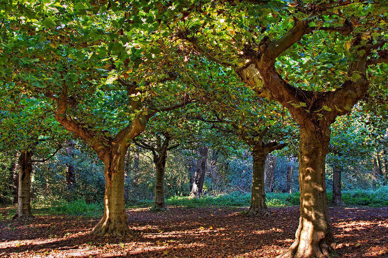 Trees in a Forest — Green
