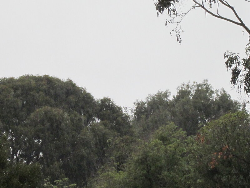 Trees in a Forest