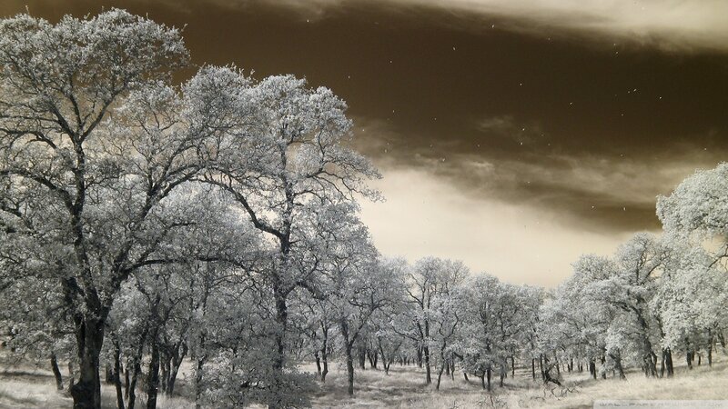 Trees in a Forest — White