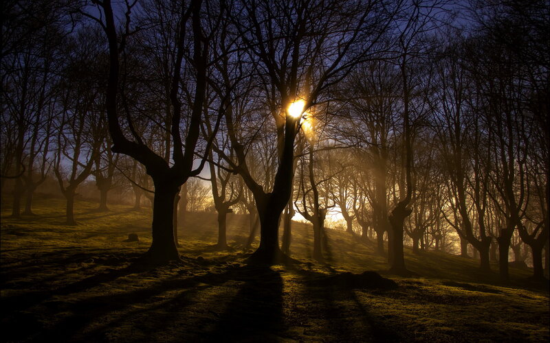 Trees in a Forest — Yellow