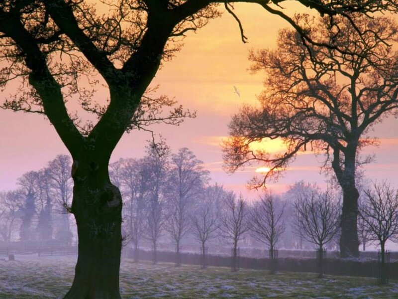 Trees in a Frosty Field — Orange