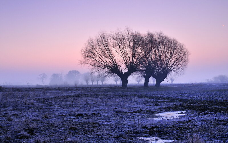 Trees in a Frosty Field