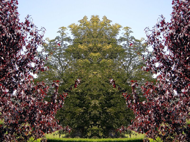Trees in a garden