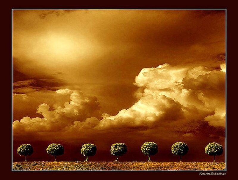 Trees in a golden field