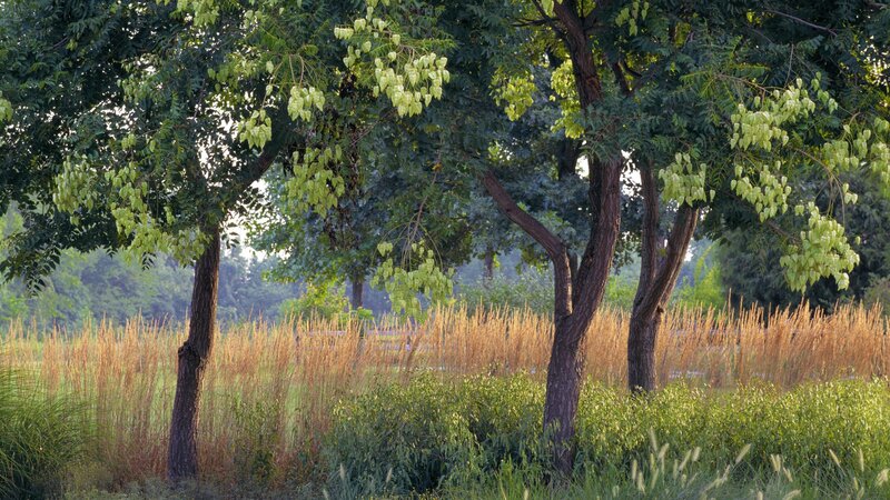 Trees in a grassy field