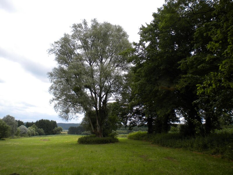 Trees in a Grassy Field — Green, Calm, Afternoon