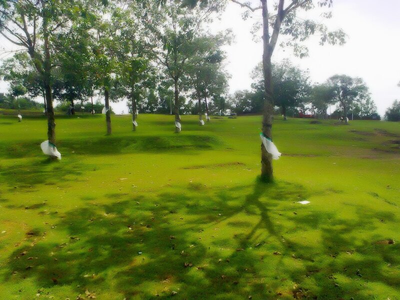 Trees in a Grassy Field — Green, Calm