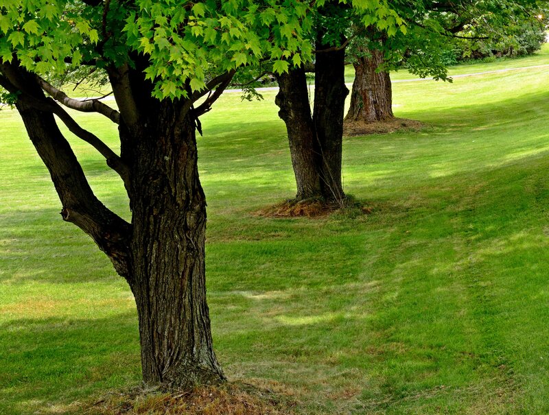 Trees in a Grassy Field — Green, Serene, Afternoon, Photograph