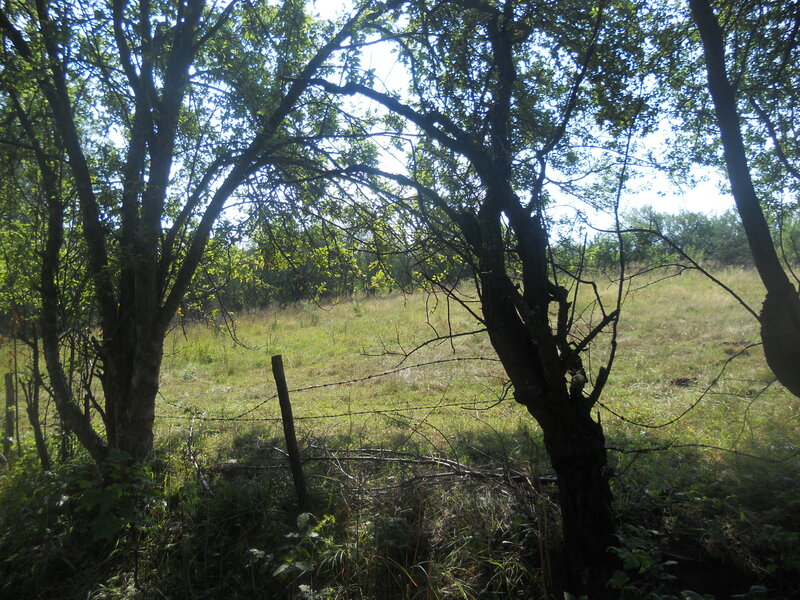 Trees in a Grassy Field — Green, Serene, Afternoon