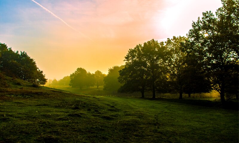 Trees in a Grassy Field — Green, Serene, Sunset