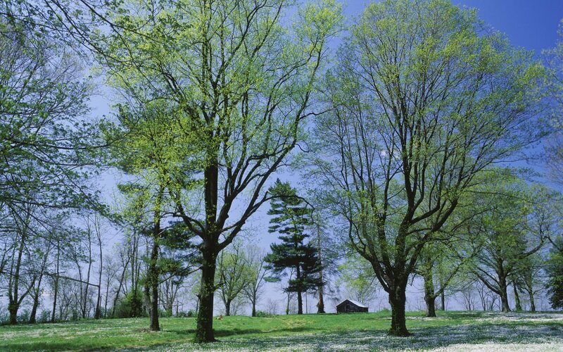 Trees in a Grassy Field — Green, Serene