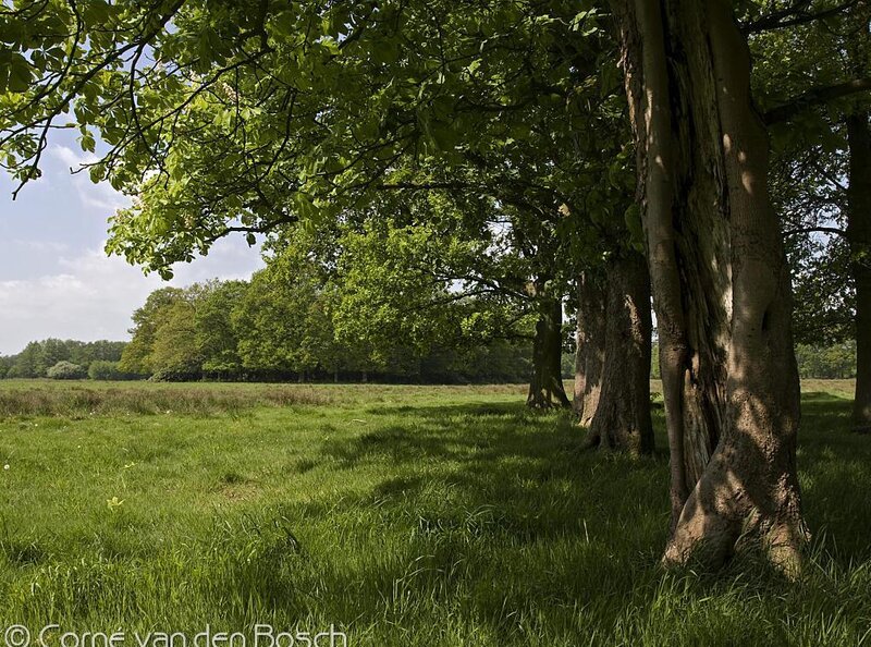 Trees in a Grassy Field — Green