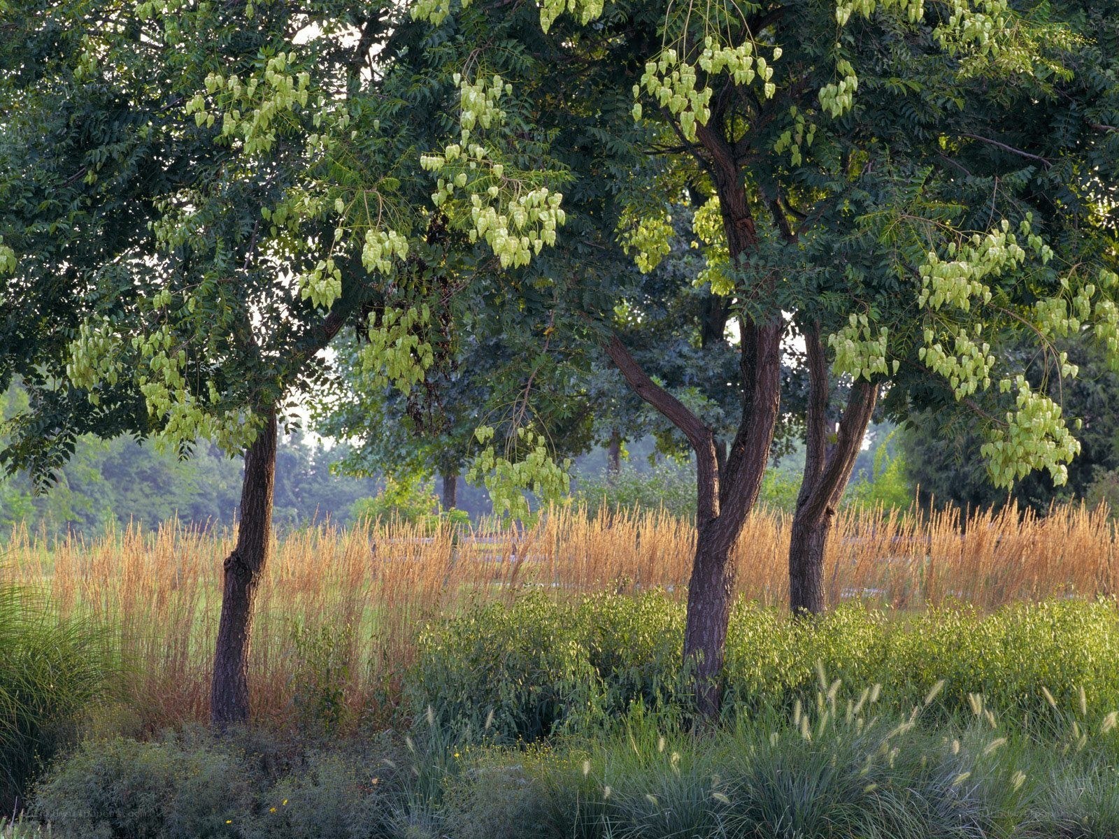 Trees in a grassy field